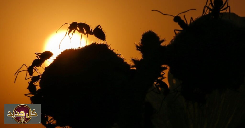 خوارزميات النمل الدقيقة: كيف تُغير حشرة صغيرة قواعد الذكاء الاصطناعي؟