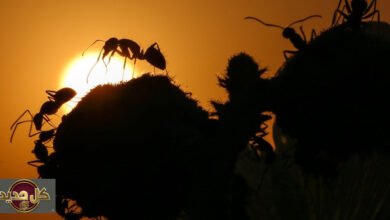 خوارزميات النمل الدقيقة: كيف تُغير حشرة صغيرة قواعد الذكاء الاصطناعي؟