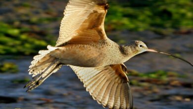 شبكية عين الطيور: لغز الرؤية الخارقة وكيف تعمل بدون أكسجين؟