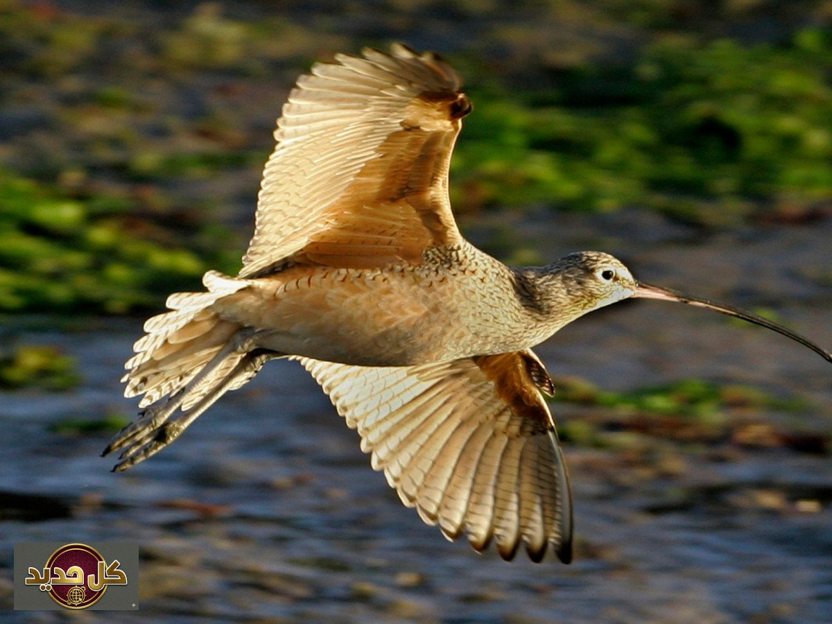 شبكية عين الطيور: لغز الرؤية الخارقة وكيف تعمل بدون أكسجين؟