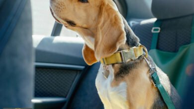 الحاسة السادسة للكلاب: هل هي قوة خارقة أم تفوق علمي في الرصد؟