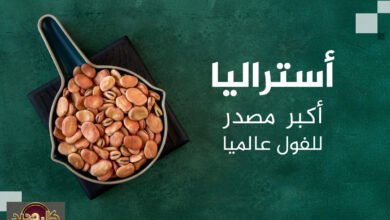 سوق الفول العالمي: الدول العشر الكبرى في الإنتاج والتصدير.. دولة عربية ضمن القائمة