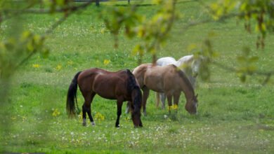 حساسية الخيول الفائقة: دراسة تكشف كيف تشم الحيوانات 'رائحة الخوف' عند البشر