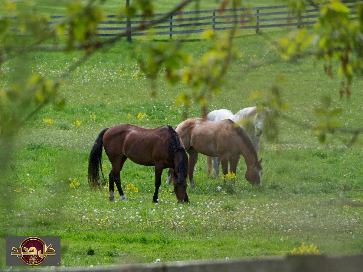 حساسية الخيول الفائقة: دراسة تكشف كيف تشم الحيوانات 'رائحة الخوف' عند البشر