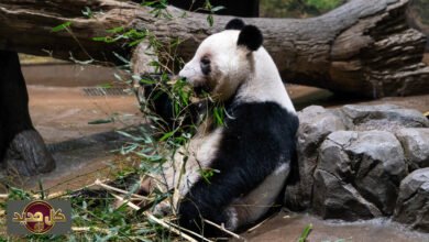 دبلوماسية الباندا: الصين تستعيد توأم الباندا من اليابان.. رسالة "مغلفة بالفراء" أم نهاية هدنة؟