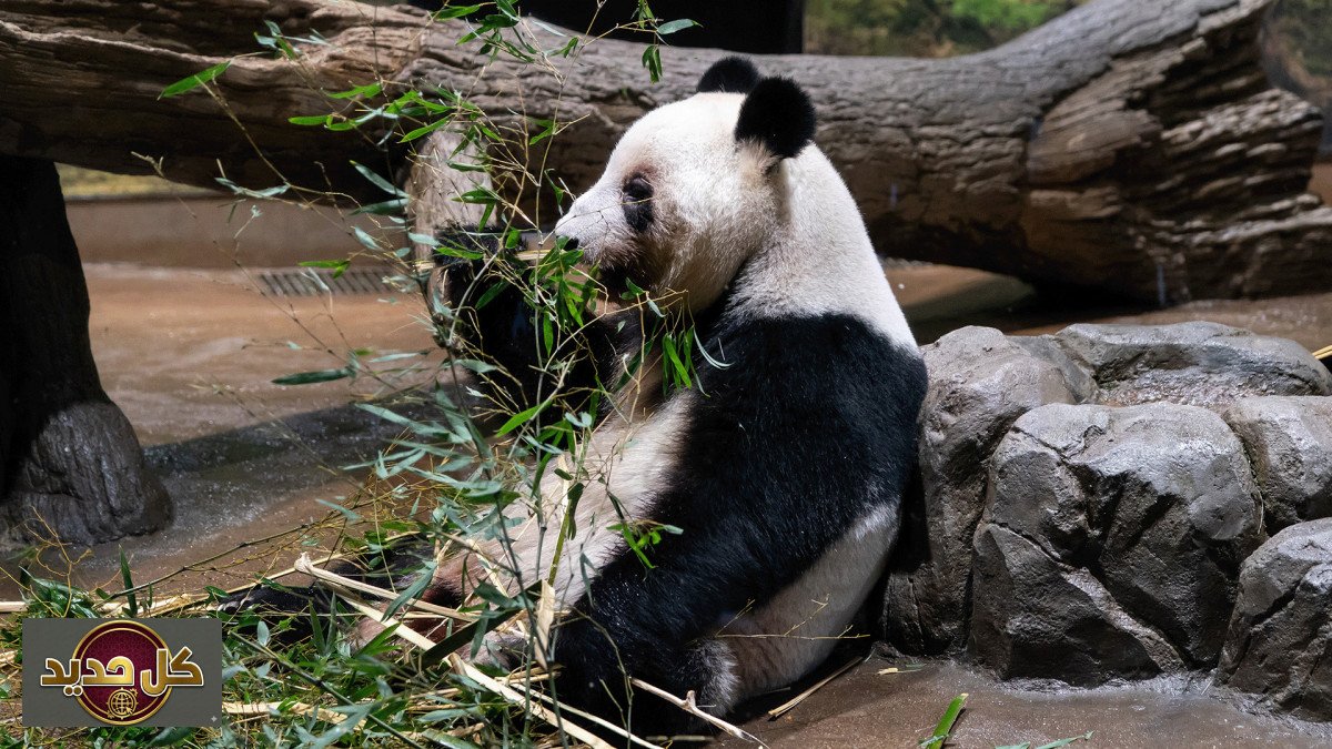 دبلوماسية الباندا: الصين تستعيد توأم الباندا من اليابان.. رسالة "مغلفة بالفراء" أم نهاية هدنة؟