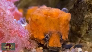 سمكة الطبلة: اكتشاف الكائن البحري الذي يعزف الموسيقى برأس مدجج