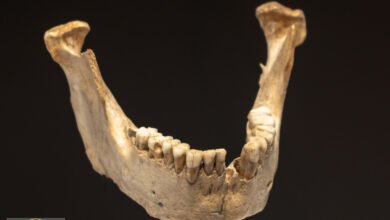 الأسنان القديمة: كيف تكشف بقايا الجير أسرار التاريخ المنسية؟