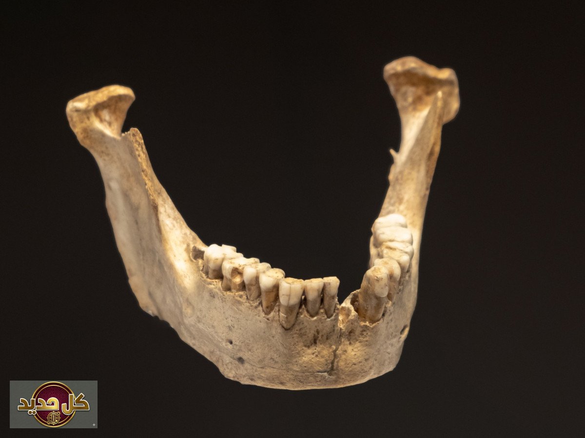 الأسنان القديمة: كيف تكشف بقايا الجير أسرار التاريخ المنسية؟