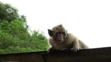 حادثة قرد بابون تثير الفزع في مسجد.. كيف انتهى الموقف بالموز؟