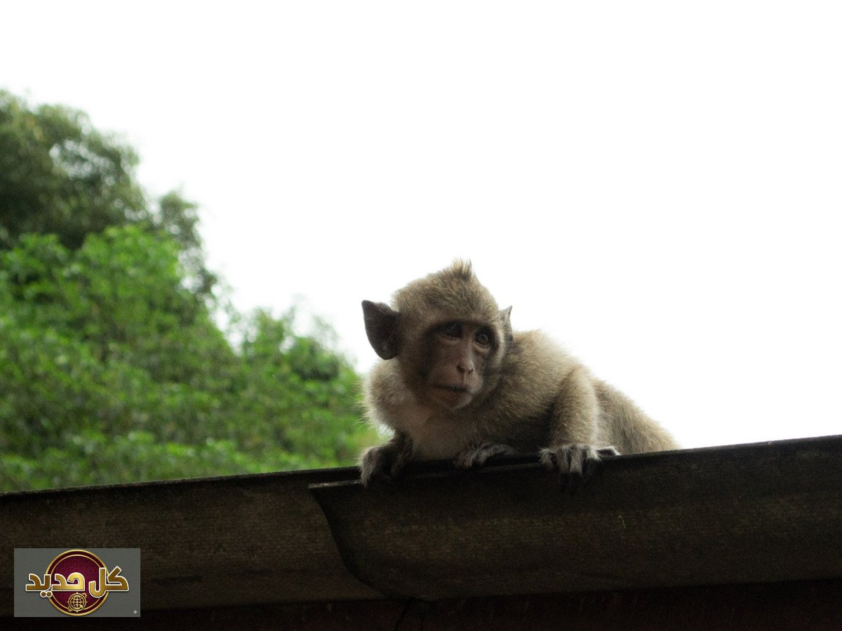 حادثة قرد بابون تثير الفزع في مسجد.. كيف انتهى الموقف بالموز؟