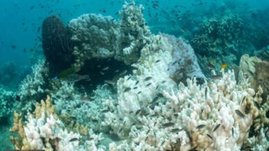 ابيضاض الشعاب المرجانية: نصف شعاب العالم في خطر وموجة 2024 هي "الأشد فتكاً"