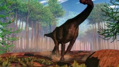 صغار ديناصورات الصوروبود: كيف هيمنت هذه الوجبة على نظام الجوراسي؟