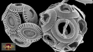 تغير البحر المتوسط: الكائنات الدقيقة تكشف عن تحول بيئي غير مسبوق