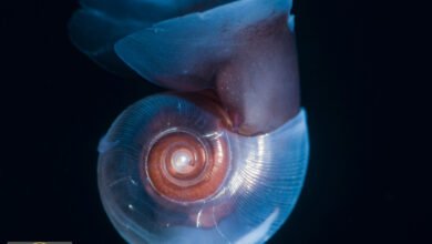 مهندسو الكربون الصغار: العالم الخفي الذي ينظم مناخ الأرض ومستقبل المحيطات