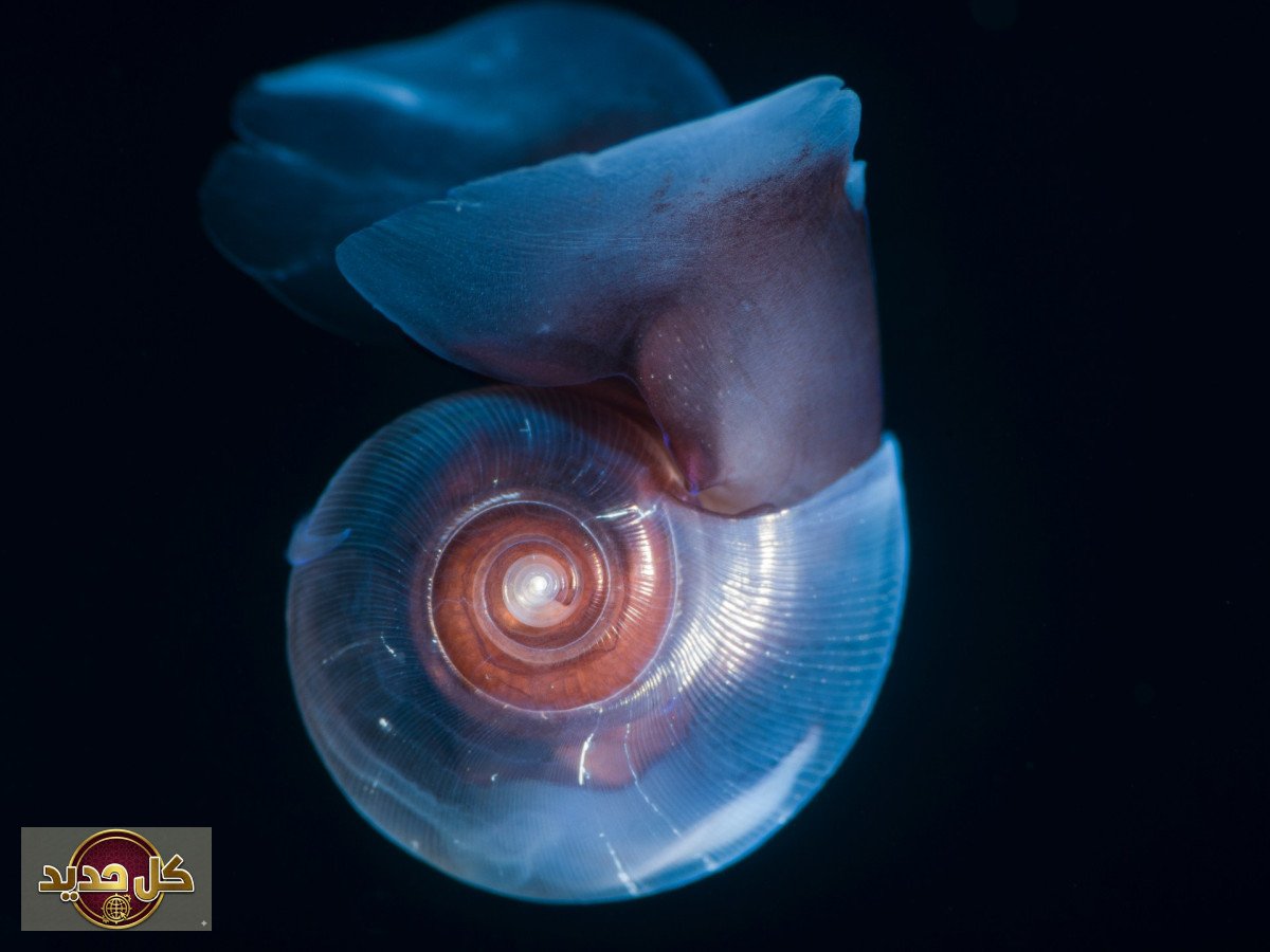 مهندسو الكربون الصغار: العالم الخفي الذي ينظم مناخ الأرض ومستقبل المحيطات