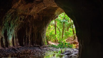 سجل الحياة القديمة: اكتشاف نافذة نادرة بعمق مليون سنة في نيوزيلندا