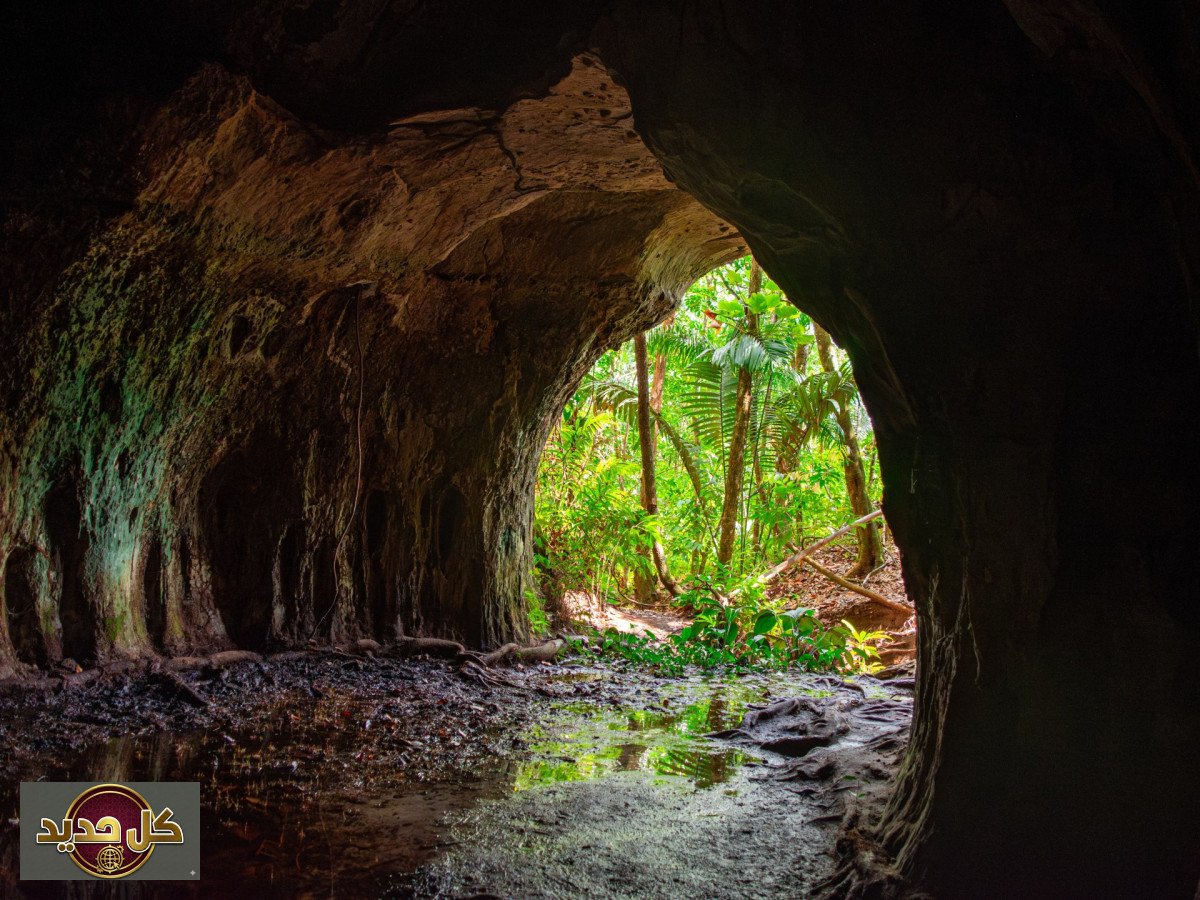 سجل الحياة القديمة: اكتشاف نافذة نادرة بعمق مليون سنة في نيوزيلندا