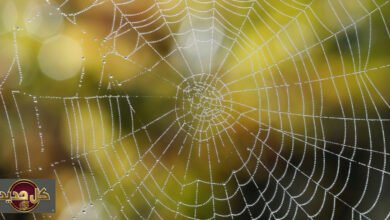 حرير العنكبوت: علماء يكشفون السر الجزيئي وراء قوة الخيوط العجيبة