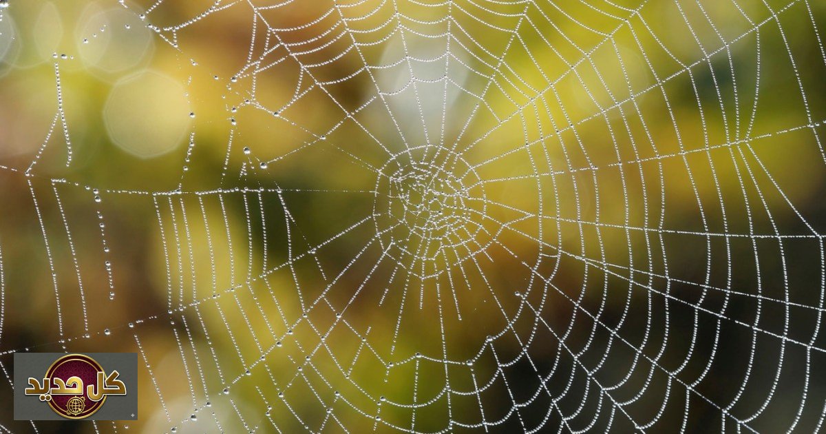 حرير العنكبوت: علماء يكشفون السر الجزيئي وراء قوة الخيوط العجيبة