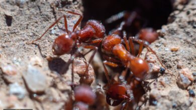 نمل الحصاد الإفريقي: لماذا تقدر النملة الواحدة بـ 250 دولاراً؟