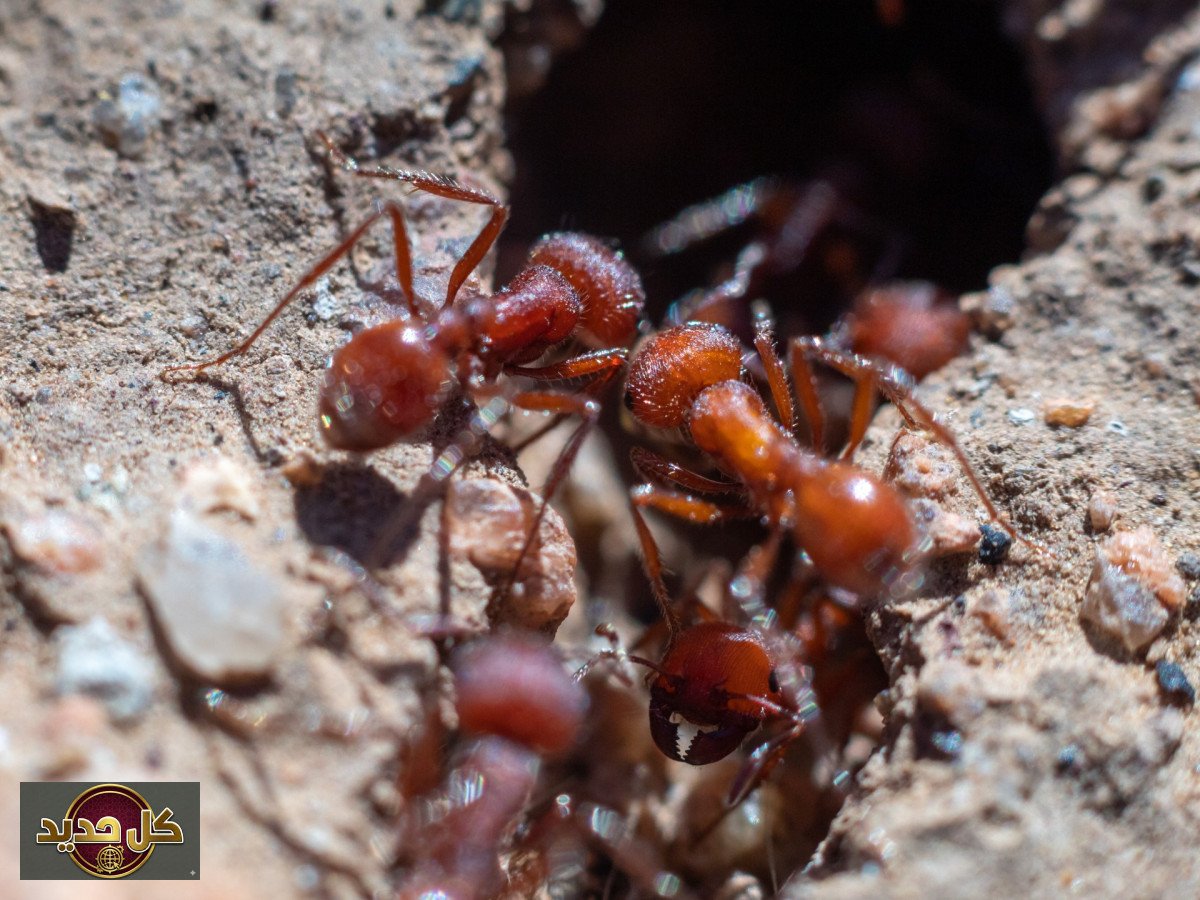 نمل الحصاد الإفريقي: لماذا تقدر النملة الواحدة بـ 250 دولاراً؟