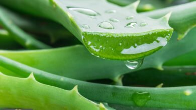 الألوفيرا والزهايمر: هل تحمل أوراق الصبار مفتاح العلاج المستقبلي؟
