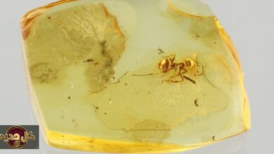 أسرار الكهرمان: 6 عينات تكشف خبايا الحياة قبل 100 مليون عام