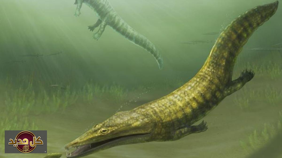 اكتشاف برمائيات قديمة: أستراليا تكشف سر مخلوقات بحرية من عصر الديناصورات