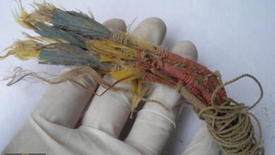 اكتشاف مذهل: الحمض النووي للببغاوات يكشف تجارة عمرها ألف عام