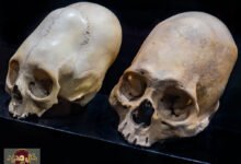 تعديل شكل الجمجمة: كشف لغز الجماجم المستطيلة عبر آلاف السنين