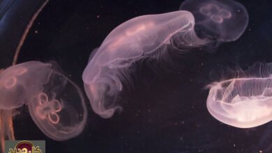 ذوبان جليد القطب الجنوبي: تحولات خطيرة تهدد السلسلة الغذائية وتخزين الكربون العالمي