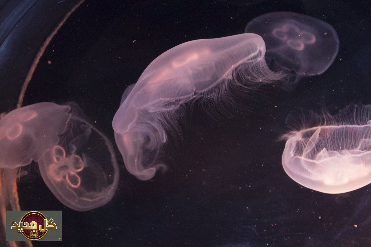 ذوبان جليد القطب الجنوبي: تحولات خطيرة تهدد السلسلة الغذائية وتخزين الكربون العالمي