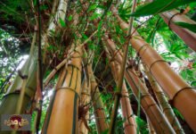 البامبو كغذاء: العملاق الأخضر وفوائده المشروطة