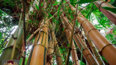 البامبو كغذاء: العملاق الأخضر وفوائده المشروطة