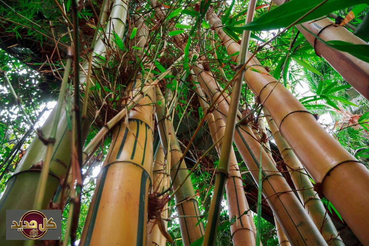 البامبو كغذاء: العملاق الأخضر وفوائده المشروطة