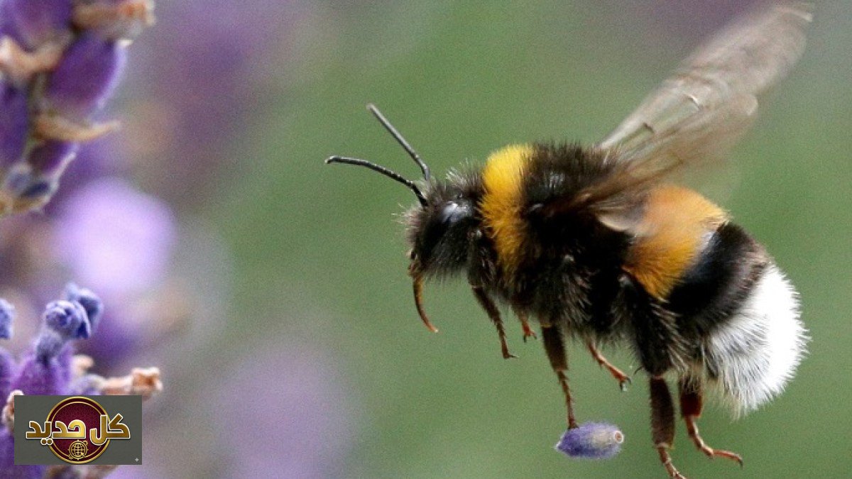 تبريد النحل: اكتشاف 'مروحة سرية' تحمي الحشرات من حرارة الشمس