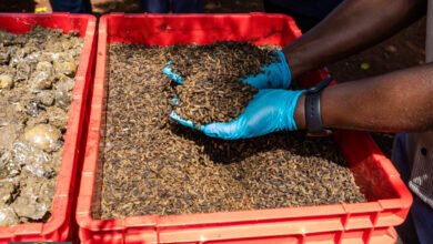 يرقات ذبابة الجندي الأسود: حل بيئي واعد لمعالجة النفايات وتقليل الفيروسات