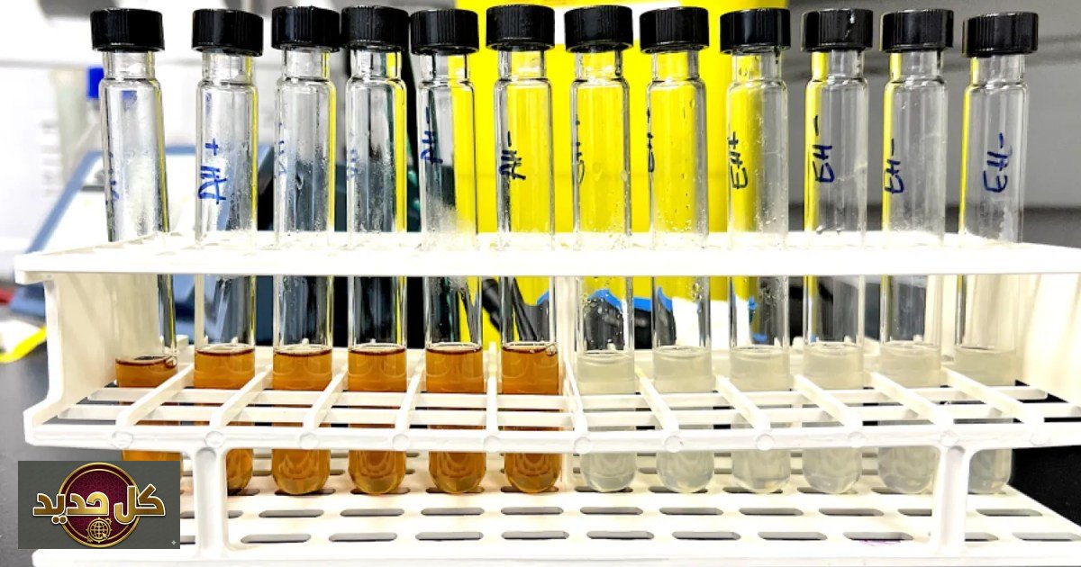 تحويل الخبز المهدر: من طعام رمضاني إلى أحماض صناعية صديقة للبيئة