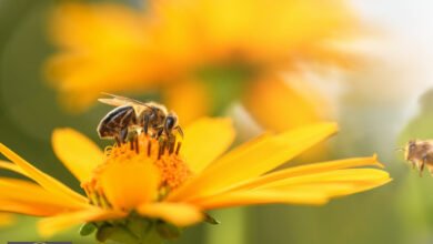 ذكاء النحل: كيف تختار نحلة الطنان أزهارها بمرونة معرفية مدهشة؟