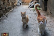 هبوط القطط الآمن: هل تهزم مرونة العمود الفقري قوانين نيوتن؟