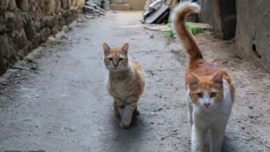 هبوط القطط الآمن: هل تهزم مرونة العمود الفقري قوانين نيوتن؟