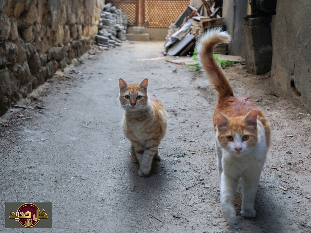 هبوط القطط الآمن: هل تهزم مرونة العمود الفقري قوانين نيوتن؟