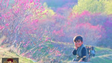 تلة غلغندي: أزهار الأرجوان تُزهِر ربيع أفغانستان الهادئ