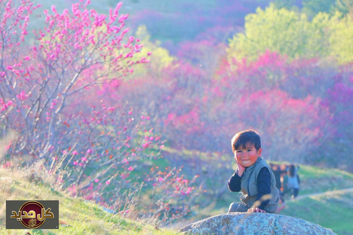 تلة غلغندي: أزهار الأرجوان تُزهِر ربيع أفغانستان الهادئ