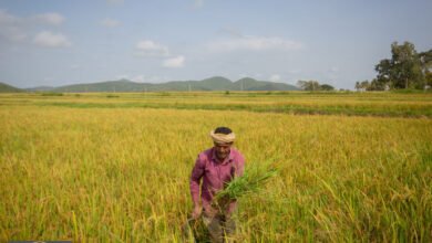 أسعار الأسمدة: كيف تؤثر التوترات الجيوسياسية على السوق العالمي؟