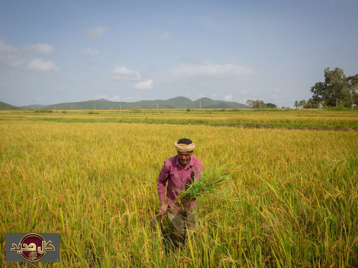 أسعار الأسمدة: كيف تؤثر التوترات الجيوسياسية على السوق العالمي؟