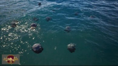 تهديد مضيق هرمز: تحدي الألغام الإيرانية لقدرة الغرب