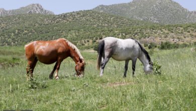 صهيل الخيول: كشف علمي مبهر يفك لغزاً عمره 4 آلاف عام