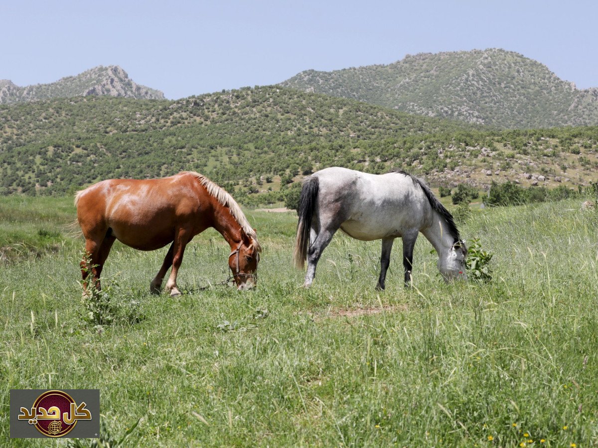 صهيل الخيول: كشف علمي مبهر يفك لغزاً عمره 4 آلاف عام